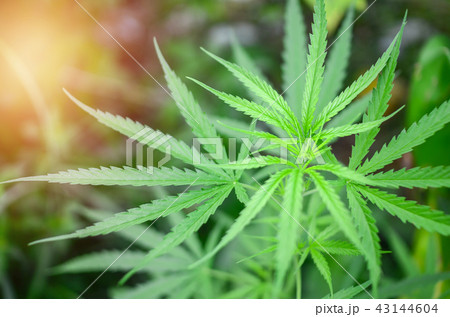 Cannabis green leaf Cannabis green leaf 43144604