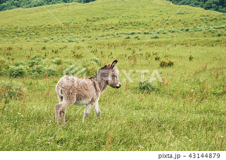 Portrait of a beautiful fluffy ass, Equus asinus, in the middle of a green meadow. On a sunny Portrait of a beautiful fluffy ass, Equus asinus, in the middle of a green meadow. On a sunny 43144879