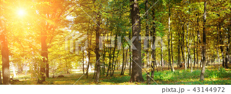 Autumn forest with yellow leaves and sun. Autumn forest with yellow leaves and sun. 43144972