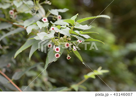 ヘクソカズラ 43146007