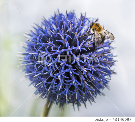 Bumble Bee on Echinops 43146097