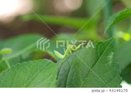 カマキリ 43146170