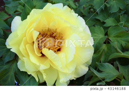 牡丹の花 43146188