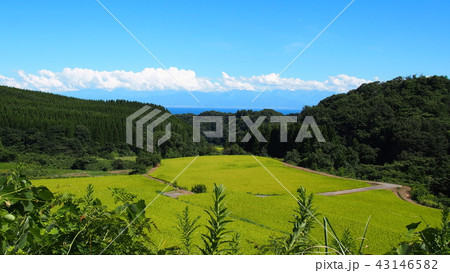 稲穂実る氷見長坂の棚田 43146582