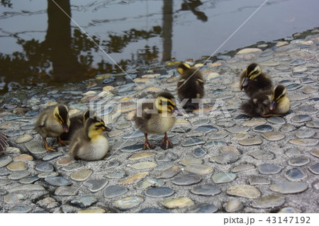 子カルガモ 43147192