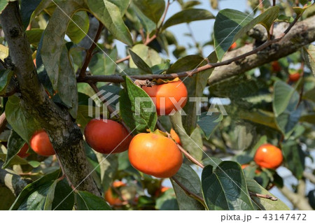 フユウガキ フユウガキ 43147472