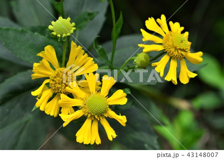 ダンゴギク 43148007