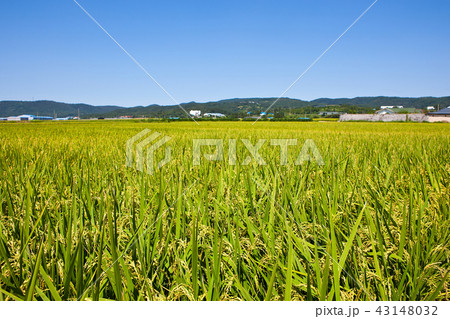 秋 慶北 慶州市 43148032