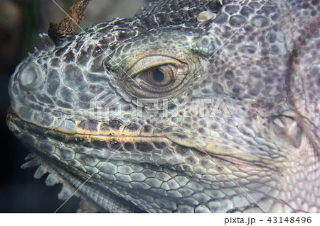 イグアナ 43148496