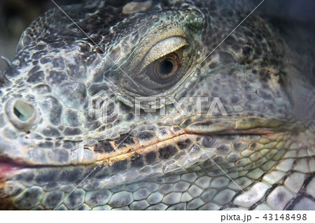 イグアナ 43148498