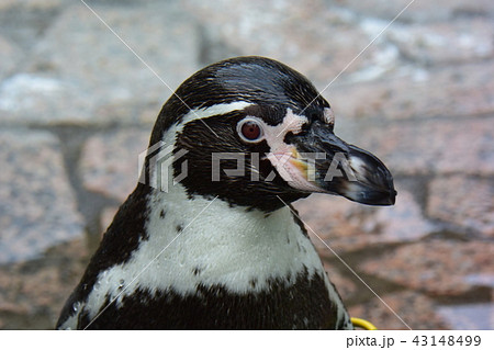 フンボルトペンギン 43148499