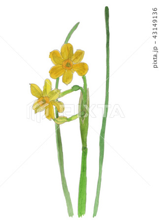 Narcissus jonquilla cv. スイセン ”ジョンキル” Narcissus jonquilla cv. スイセン ”ジョンキル” 43149136
