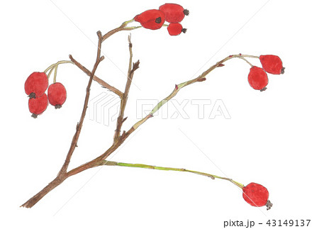 Rosa glauca　スズバラの実 43149137