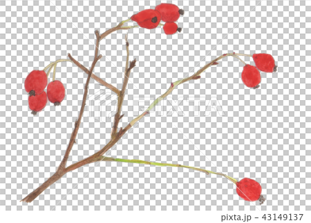 Rosa glauca　スズバラの実 43149137