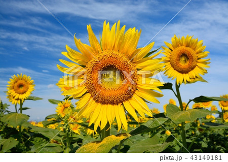 満開のヒマワリと青空（N） 43149181