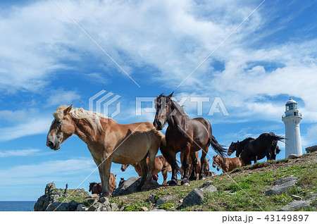 【青森県下北半島尻屋崎】白亜の灯台と寒立馬のいる風景 43149897