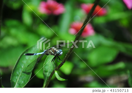 休息するトンボ　お花畑で休む　羽根を休める　飛来したトンボ 43150713