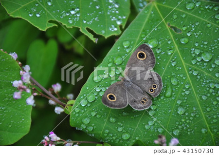 雨あがり　休息する蝶　羽根を休める蝶　雨上がりの葉の上で　 43150730