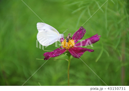紋白蝶とミツバチ 花と蝶 吸蜜する蝶とハチ 紋白蝶とミツバチ 花と蝶 吸蜜する蝶とハチ 43150731
