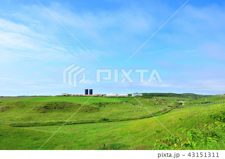 ◎青空の十勝平野　牛と牧場 43151311