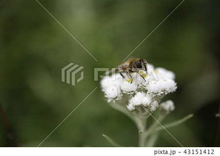 白い花と蜜蜂 43151412