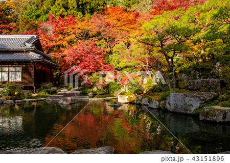 秋の湖東三山　百済寺の池 43151896