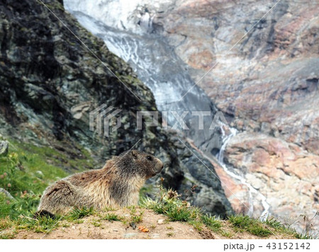 ヨーロッパアルプスの夏22 43152142