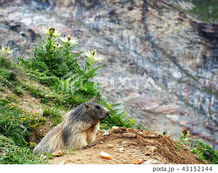ヨーロッパアルプスの夏24 ヨーロッパアルプスの夏24 43152144