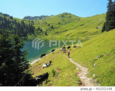 ヨーロッパアルプスの夏28 43152148