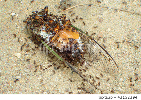 セミの死骸に集まるアリの写真素材