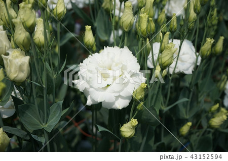 美しい花トルコキキョウ 美しい花トルコキキョウ 43152594