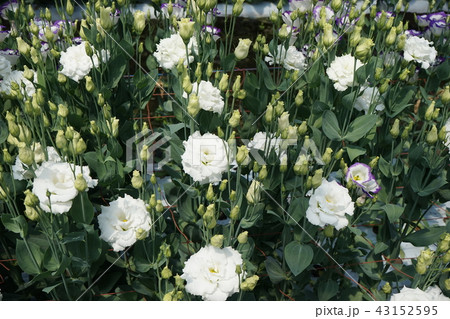 美しい花トルコキキョウ 美しい花トルコキキョウ 43152595