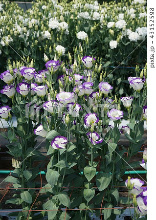 美しい花トルコキキョウ 美しい花トルコキキョウ 43152598