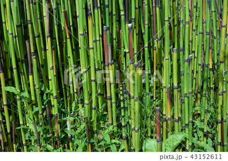 Bamboo Forest in Kyoto, Japan. Bamboo Forest in Kyoto, Japan. 43152611