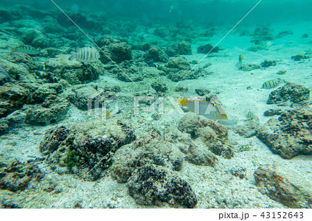 シュノーケル 43152643