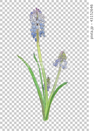 Muscari ムスカリ Muscari ムスカリ 43152646