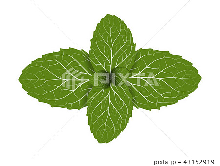 peppermint leaf 43152919
