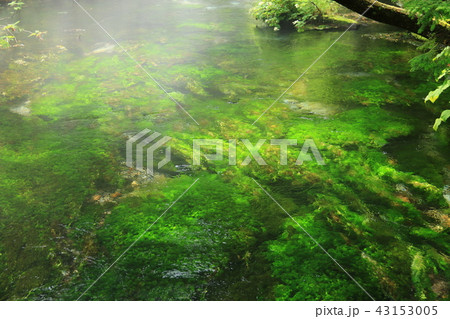 北アルプス　神々しい上高地の風景　小梨平の清流 43153005