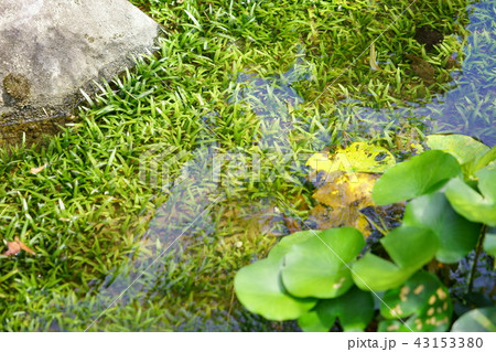 水草の涼感２ 43153380