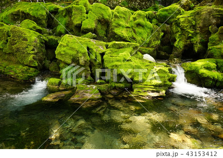 三陸ジオパーク新緑の岩泉龍泉洞 43153412