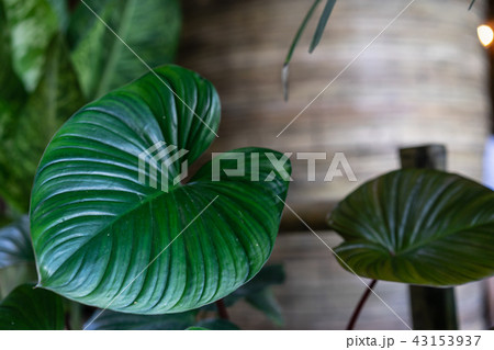 Tropical dark green leaves for decoration 43153937