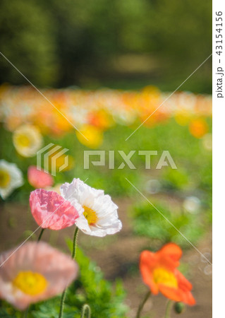 アイスランドポピー 43154156