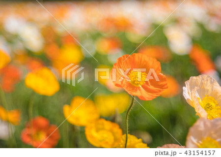 アイスランドポピー 43154157