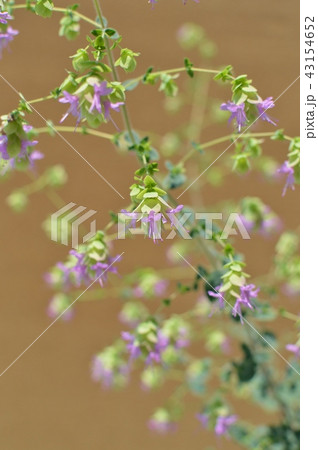 オレガノの花 の写真素材