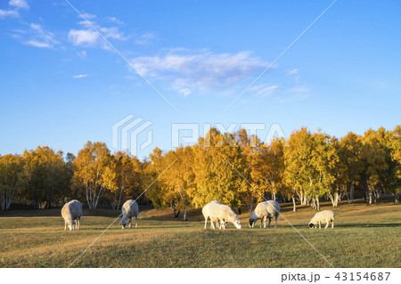 中国の 綿陽 両 43154687