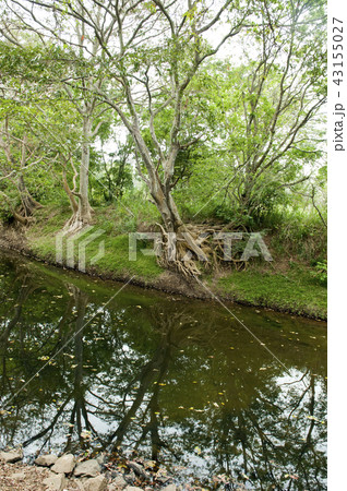 Irrigation canal Sri Lanka Irrigation canal Sri Lanka 43155027