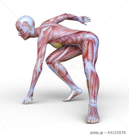 人体模型の女性 人体模型の女性 43155076
