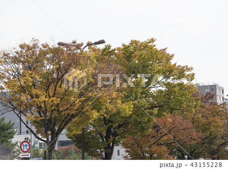赤い葉 モミジの葉 赤葉 43155228