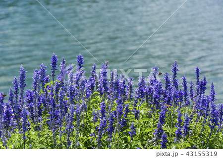 相模湖　湖畔のラベンダー 43155319