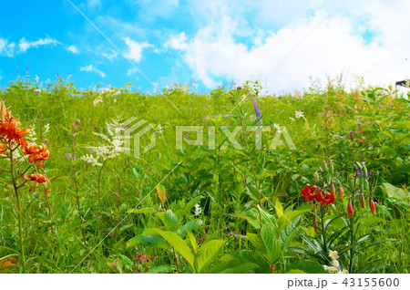 クルマユリ　花 43155600